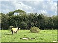 Sheep in field at Oak Farm