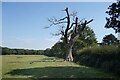 Dead Tree by the Footpath