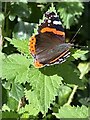 Red Admiral