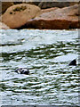 SV9513 : Grey Seals swimming off Menawethan by David Dixon