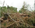 NT9600 : Storm Arwen Damage at Dry Burn Wood by Les Hull