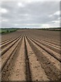 A freshly tilled field walking out of Farnsfield