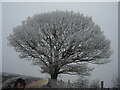 SE7490 : A  very  cold  tree  covered  in  rime by Martin Dawes