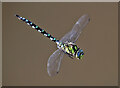 A male southern hawker dragonfly (Aeshna cyanea)