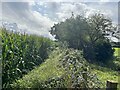 Edge of field of maize