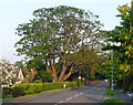 Oak near Trentham