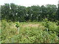 Replanted area, Glenbervie Inclosure, Alice Holt Forest