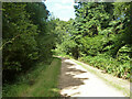 Track, Alice Holt Forest