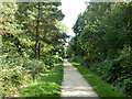 Path, Alice Holt Forest