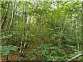 Clayhill Copse