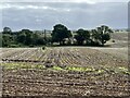 Field of stubble