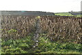 Footpath through crops