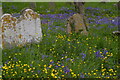 TM3865 : Bluebells in Kelsale churchyard by Christopher Hilton