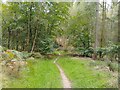 Ladies Hill Wood path