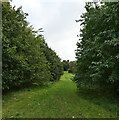 Yetton Community Orchard, Kirkheaton