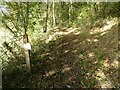 Managed woodland on Gaer-fawr hill