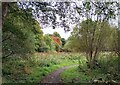 Luggie Wood Nature Reserve