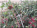 NT7856 : Hawthorn fruits near Cumledge by M J Richardson