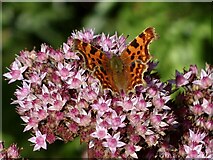 ST2885 : Comma Butterfly, Tredegar House, Newport by Robin Drayton