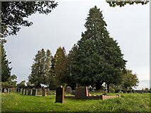 SO6527 : Trees by St. John the Baptist church (Upton Bishop) by Fabian Musto