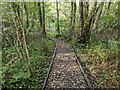 Boardwalk through the nature reserve woodland