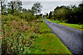 Rosehips along Aghee Road