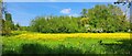 Watermeadows along the River Fromus, Benhall Green