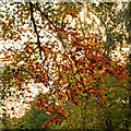 TQ4399 : Falling towards Autumn, Epping Forest by Roger Jones