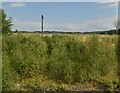 Trackside vegetation near Ladybank