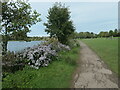 SK4582 : Michaelmas daisies, Rother Valley country park by Christine Johnstone