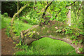 ST6603 : Branch and epiphytes, Minterne Gardens by Derek Harper