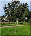 SO0933 : Sapling on grass, Felinfach, Powys by Jaggery