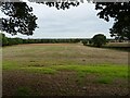 Stubble field, Strumpshaw