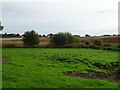 Grazing near Blofield