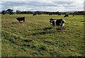 Herd of young cattle