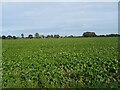 Crop field off Market Road