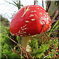 Fly Agaric (Amanita muscaria)