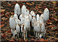 Shaggy ink cap mushrooms (Coprinus comatus)