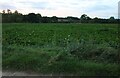 Fields south of Bury St Edmunds