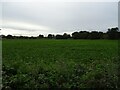 Crop field west of Church Road