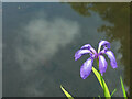 ST6604 : Iris, Minterne Gardens by Derek Harper