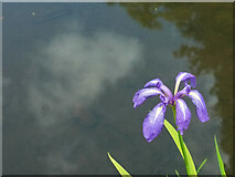 ST6604 : Iris, Minterne Gardens by Derek Harper