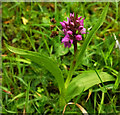 ST6604 : Southern marsh orchid, Minterne Gardens by Derek Harper