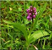 ST6604 : Southern marsh orchid, Minterne Gardens by Derek Harper