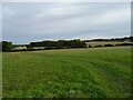 Grazing off Bungay Road