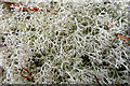 NJ2469 : Reindeer Moss (Cladonia rangiferina) by Anne Burgess