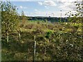 View though wooded strip of land to Greenfaulds High School