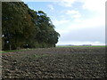 Shelter belt, North Farm