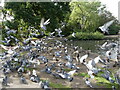 Pigeons in Pinner Memorial Park (2)