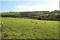 Sheep grazing near East Mill Hills